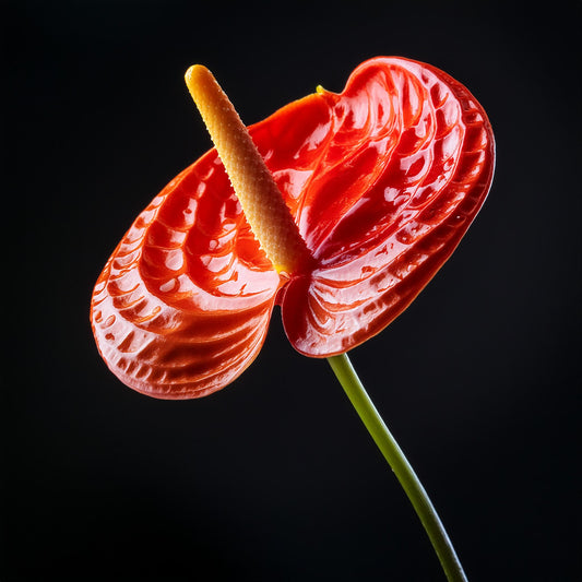 Anthurium