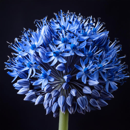 Allium blau