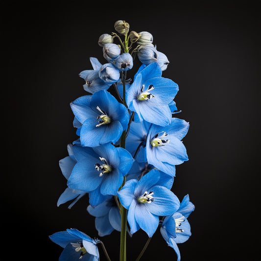 Delphinium