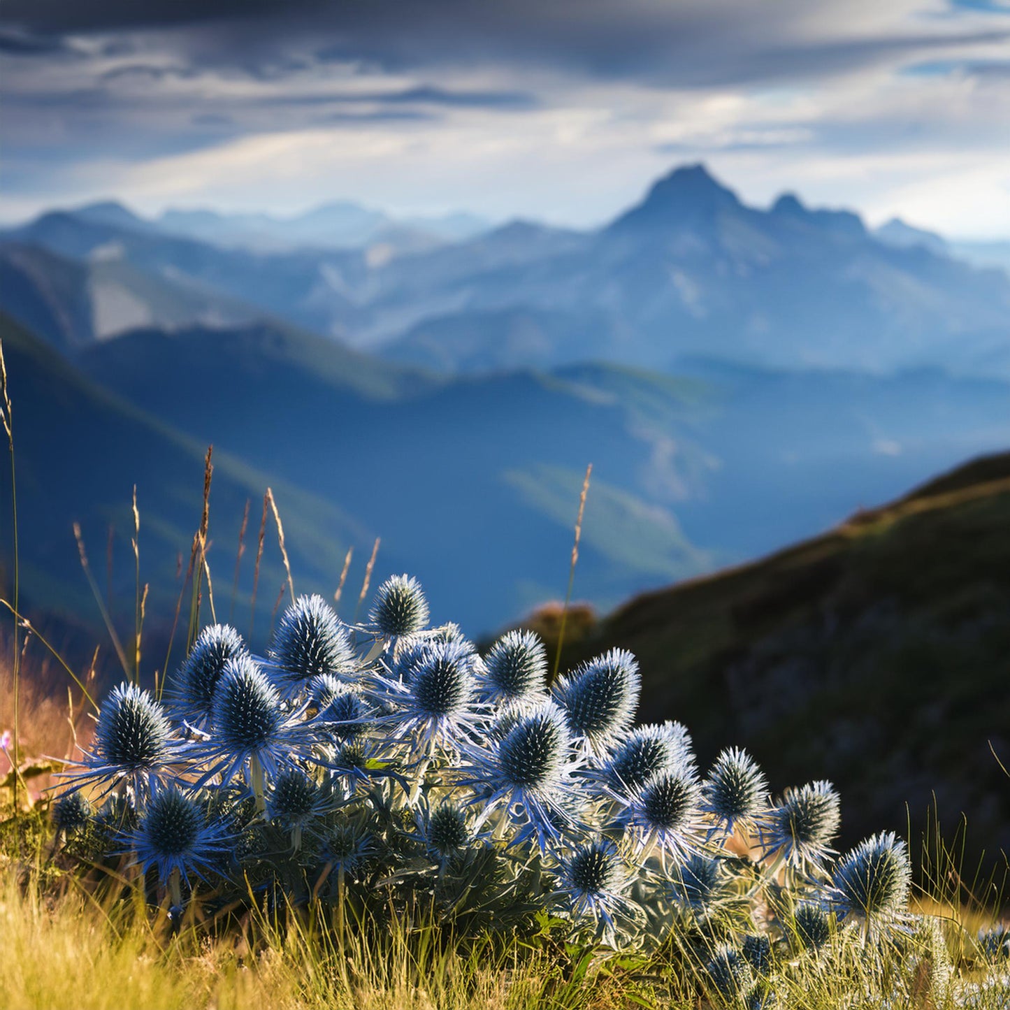 Blaue Distel