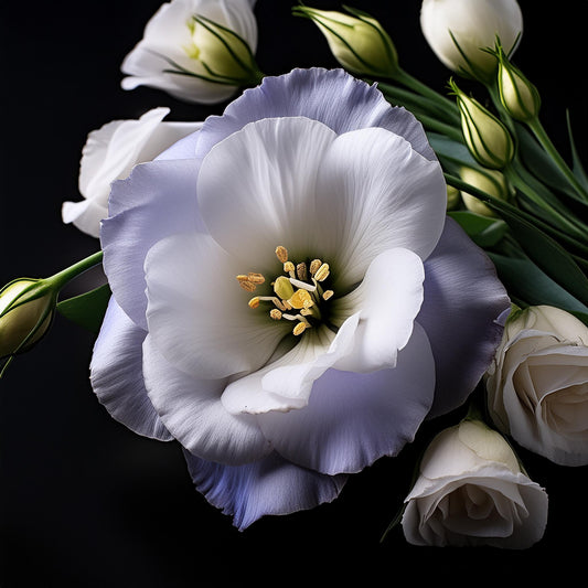 Eustoma