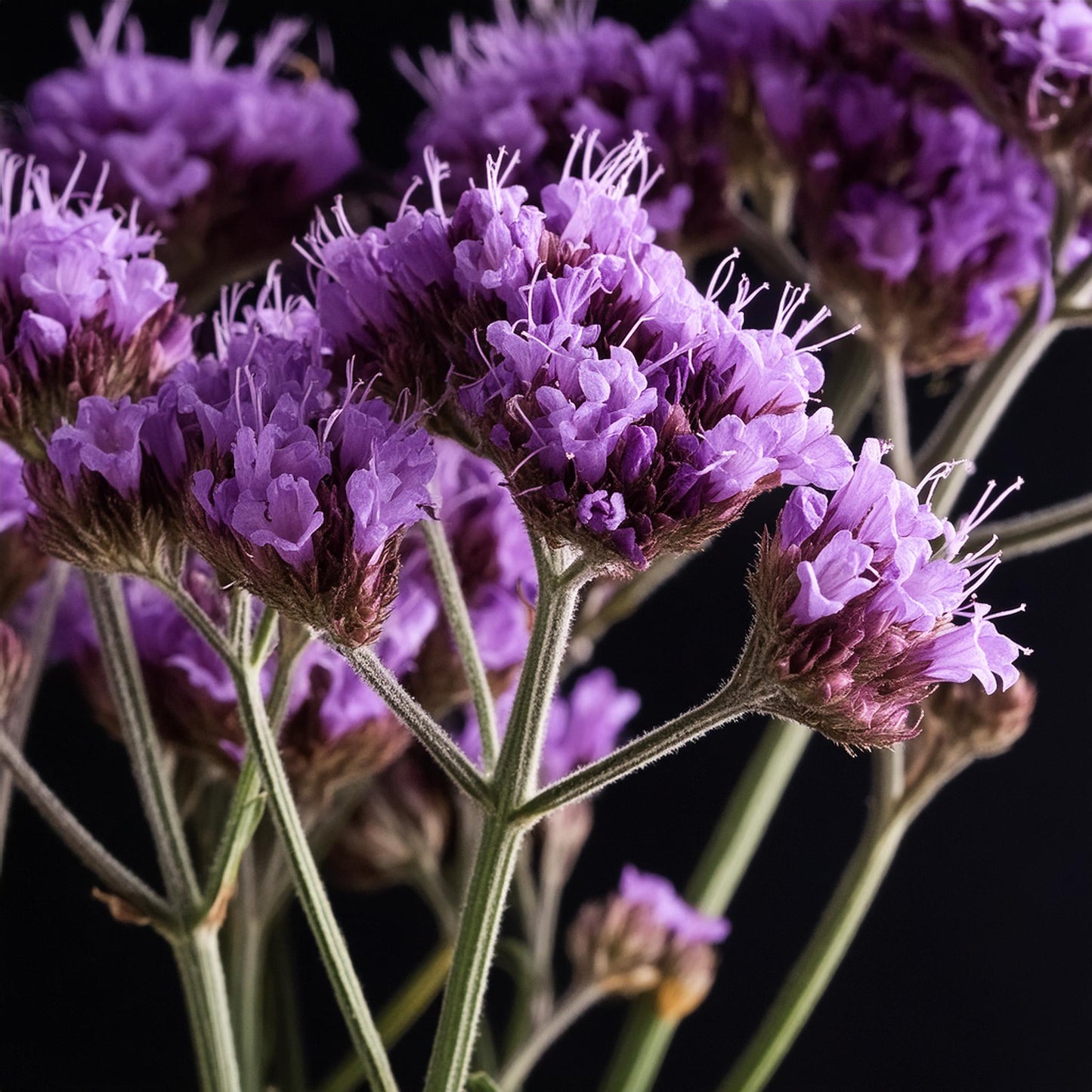 Lavendel Limonium