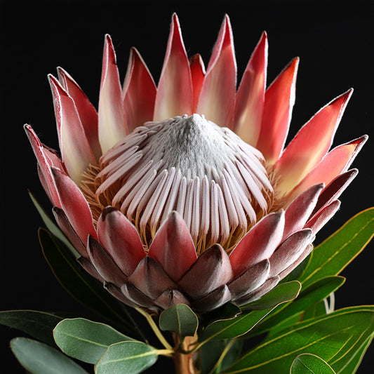 Protea